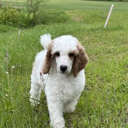 Guffaw - Parti male Poodle puppy in Swansboro, North Carolina from Monarch Standard Poodles