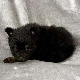 Girl 1 - Black female Pomeranian puppy in Effort, Pennsylvania from Pomeranian Puppies