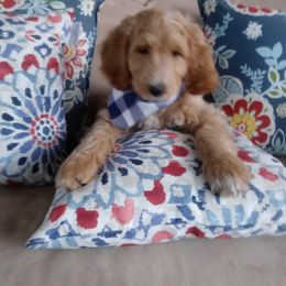 Goldendoodle Puppies from ABBEY ROAD GOLDENDOODLES