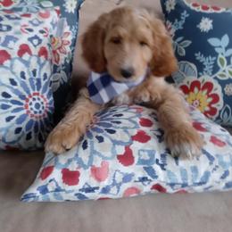Goldendoodle Puppies from ABBEY ROAD GOLDENDOODLES