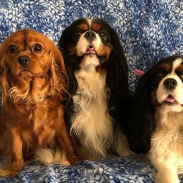 Cavalier King Charles Spaniels from Marble's Little Cavaliers