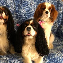 Cavalier King Charles Spaniels from Marble's Little Cavaliers