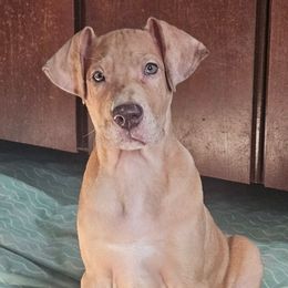 Girl 1 - Merle female Great Dane puppy in Biscoe, North Carolina from Clouser's Bodacious Danes