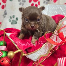 Gravy - Chocolate and tan female Chihuahua puppy in Bowdon, Georgia from Paschal's Pups