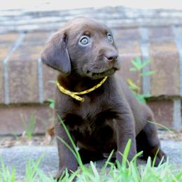 Girl 1 - Labrador Retriever puppy in Effingham, South Carolina from Stagecoach Retrievers