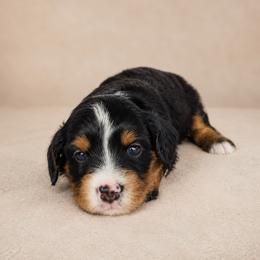 Lady - Black and tan female Cavapoo puppy in Floyd, Virginia from Hearts and Paws Poodles and Doodles