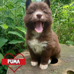 Puma - Brown and white female Siberian Husky puppy in West Liberty, Ohio from Skyfallsiberians