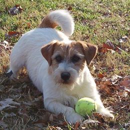 Russell Terrier All Grown Up from Spotswood Jacks