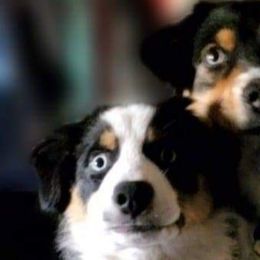 Miniature American Shepherds from Tntowne Miniature American Shepherds