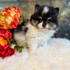 Goldwin - Black and tan parti male Pomeranian puppy in California from T & D Dream Poms