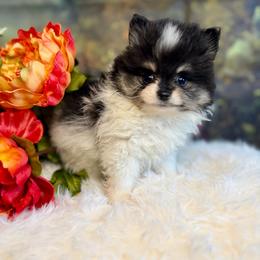 Goldwin - Black and tan parti male Pomeranian puppy in California from T & D Dream Poms