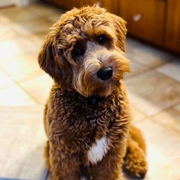 Winnie - Goldendoodle