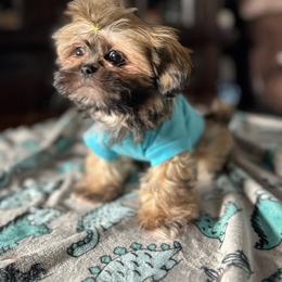 Moon - Tricolor male Shih Tzu puppy in Puyallup, Washington from Sugar and Spice Shih Tzu