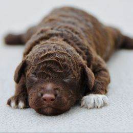 Gibson - Brown male Lagotto Romagnolo puppy in St. Augustine, Florida from LBK & Ancient City