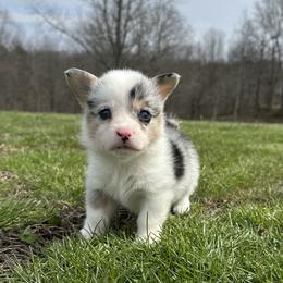 Owen - male American Corgi puppy in Olive Hill, Kentucky from Tompkins Farm