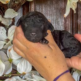 Amelia - Black male Goldendoodle puppy in Enumclaw, Washington from Owen-a-Doodle