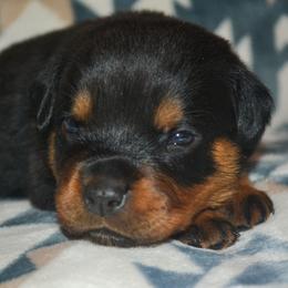 Girl 4 - Black and mahogany female Rottweiler puppy in Ethel, Washington from Titanenheim Rottweilers