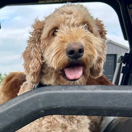 Daisy - Goldendoodle