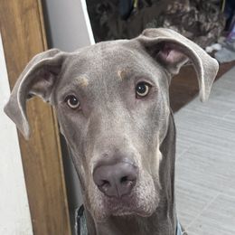 Bijou - Great Dane