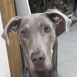 Bijou - Great Dane