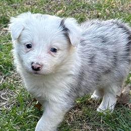 Phoenix - Blue merle female Border Collie puppy in Mckinney, Texas from Border Collies of Ruidoso