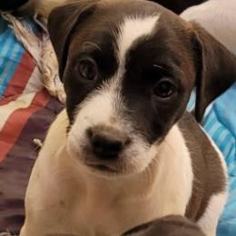 Hercule - Black and white male Jack Russell Terrier puppy in California from Kimberlite