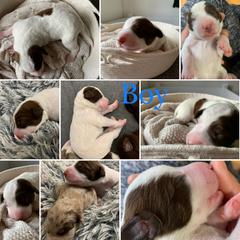 Bordoodle and Poodle Puppies from Bordoodles of Maine