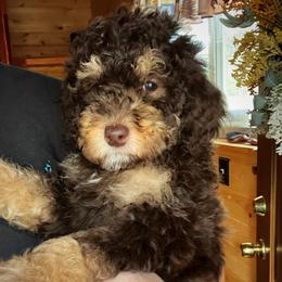 Bean - Phantom female Poodle puppy in Clarkston, Washington from Doodle & Poodle Palace