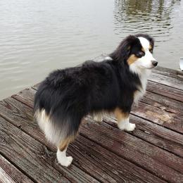 Waylon - Miniature Australian Shepherd