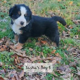 Boy 5 - Black rust and white male Bernese Mountain Dog puppy in Nicholson, Georgia from Bernese Mountain Dogs of Pony Trail Farm