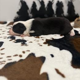 Bailey - Black and white female Border Collie puppy in Washburn, Missouri from BS Farms