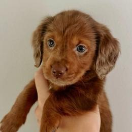 Woody - Chocolate male Dachshund puppy in Dayton, Ohio from LUXEYPUPS