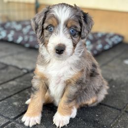 Aussiedoodle Puppies from Whiskey River Doodles