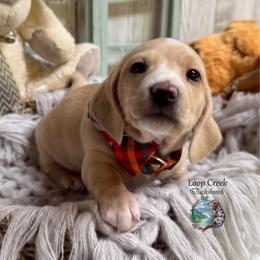 Boston - Cream male Dachshund puppy in Fayetteville, West Virginia from Loop Creek Dachshunds