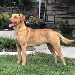 CiCi - Chesapeake Bay Retriever
