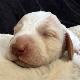 Zero - Piebald male Dachshund puppy in Highland, California from BAES Teufelshunde