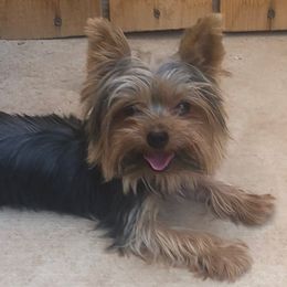 Yorkshire Terriers from Castillon Kennel