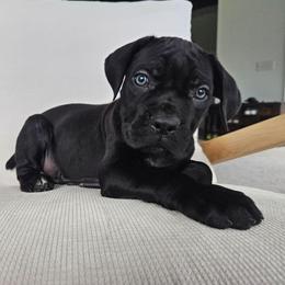 Boy 2 - Black male Cane Corso puppy in Jacksonville, North Carolina from Coliseum de Cassiope