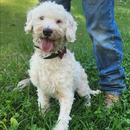 Buddy - Parti male Goldendoodle puppy in Los Molinos Ca, California from Sunshine Sanctuary Doodles