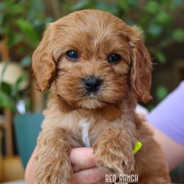 Cavapoos, Goldendoodles, and Poodles from Red Ranch Dogs