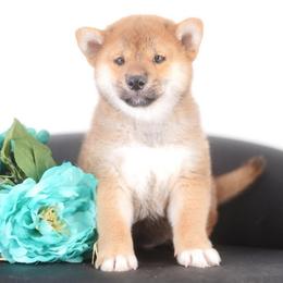 Natsumi - Red male Shiba Inu puppy in Neosho, Missouri from Sunny Terrace Shibas