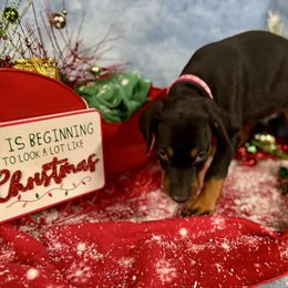 Indie - Black and rust female Doberman Pinscher puppy in Aredale, Iowa from Royal Dynasty Dobermann Kennel