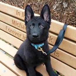 German Shepherd Puppies from Shenandoah German Shepherds