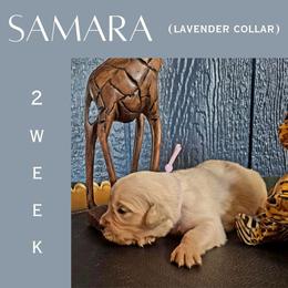 Samara - Light golden female Golden Retriever puppy in El Campo, Texas from Starlight Goldens