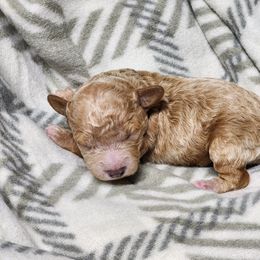 Sugar - Apricot female Poodle puppy in Hoagland, Indiana from Kandyland Kennels