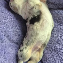 Ivan - Blue merle male Australian Shepherd puppy in Harrodsburg, Kentucky from Triple M Aussies