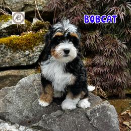 Bobcat - Tri-color male Bernedoodle puppy in Banner Elk, North Carolina from Walnut Tree Bernedoodles