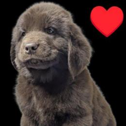 Male 2 - Brown male Newfoundland puppy in Burfordville, Missouri from Umfleet Farms