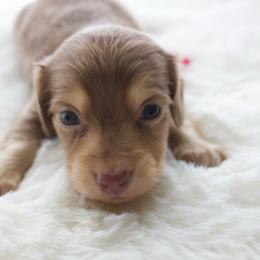 Petunia - Dapple female Dachshund puppy in Morrow, Ohio from Courtney’s Colorful Doxies