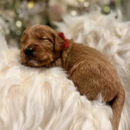 Golden Retrievers from Dune Lakes Goldens